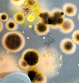 LearnOnline Self-study Biology A level - close up of bacteria on petri dish
