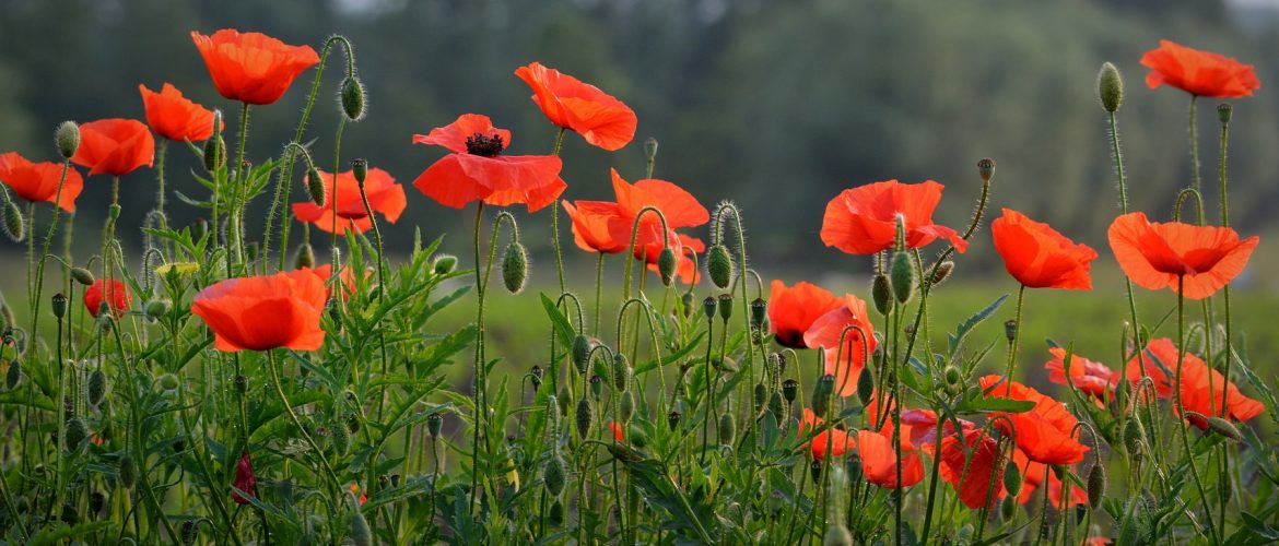 LearnOnline Self-study History A level - field of red poppy flowers