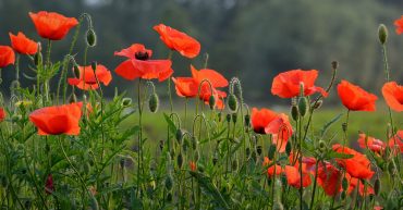 LearnOnline Self-study History A level - field of red poppy flowers