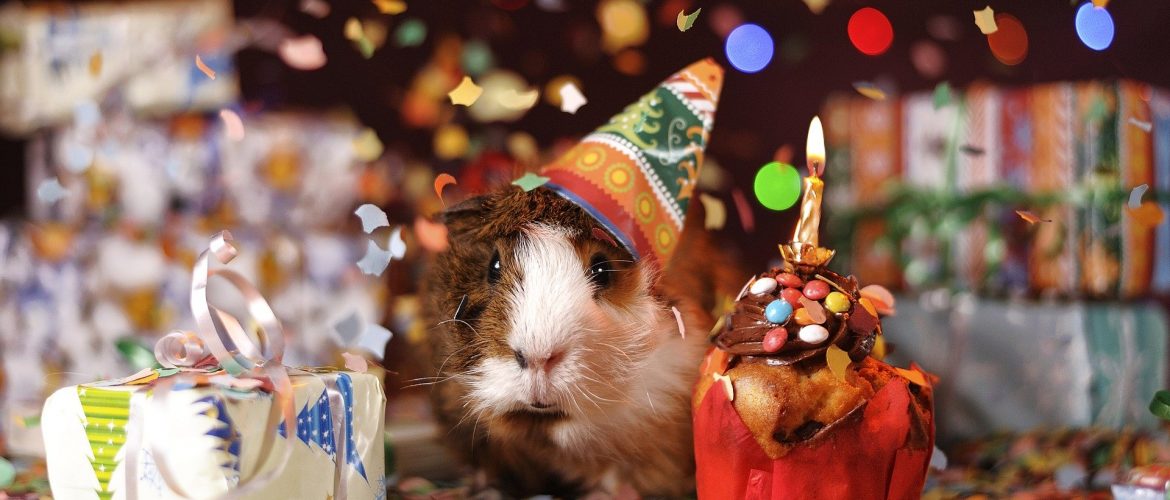 Happy Birthday LearnOnline. Guinea pig with party hat on behind present and cake with candle