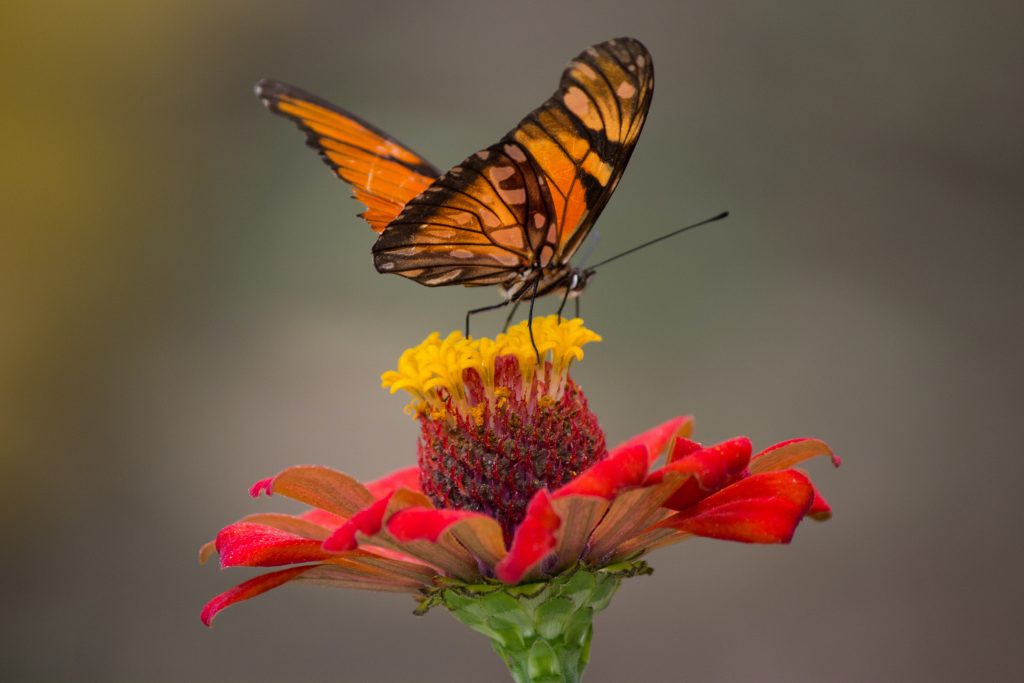 LearnOnline Live Biology IGCSE Butterfly on red flower