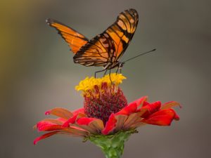 LearnOnline Live Biology IGCSE Butterfly on red flower