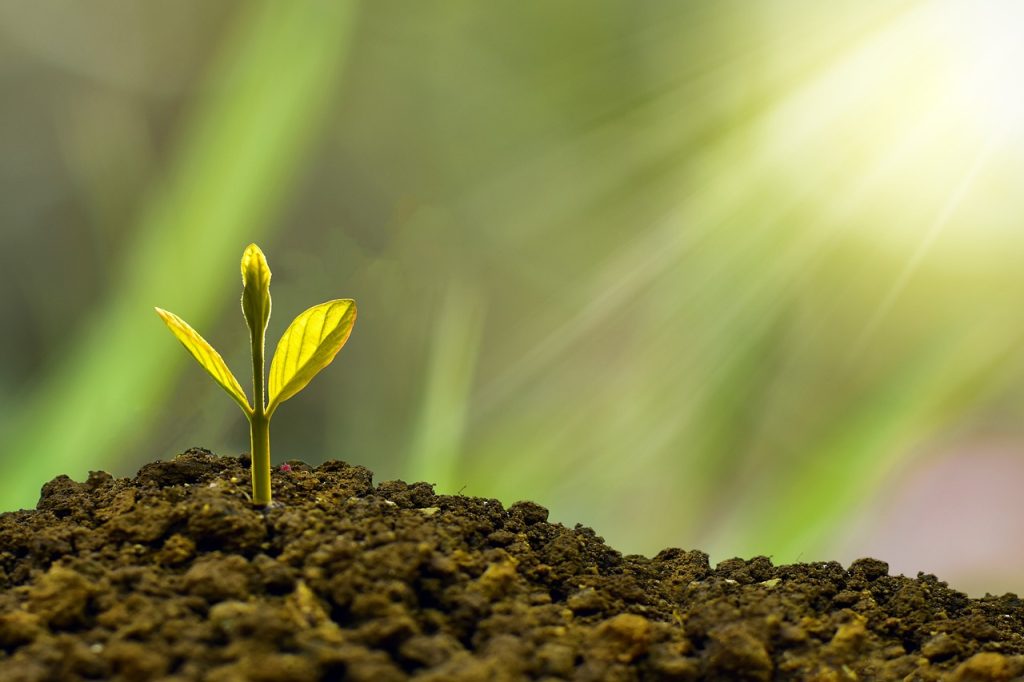 Sustainable Future sunlight shining on seedling in earth