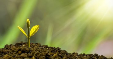 Sustainable Future sunlight shining on seedling in earth